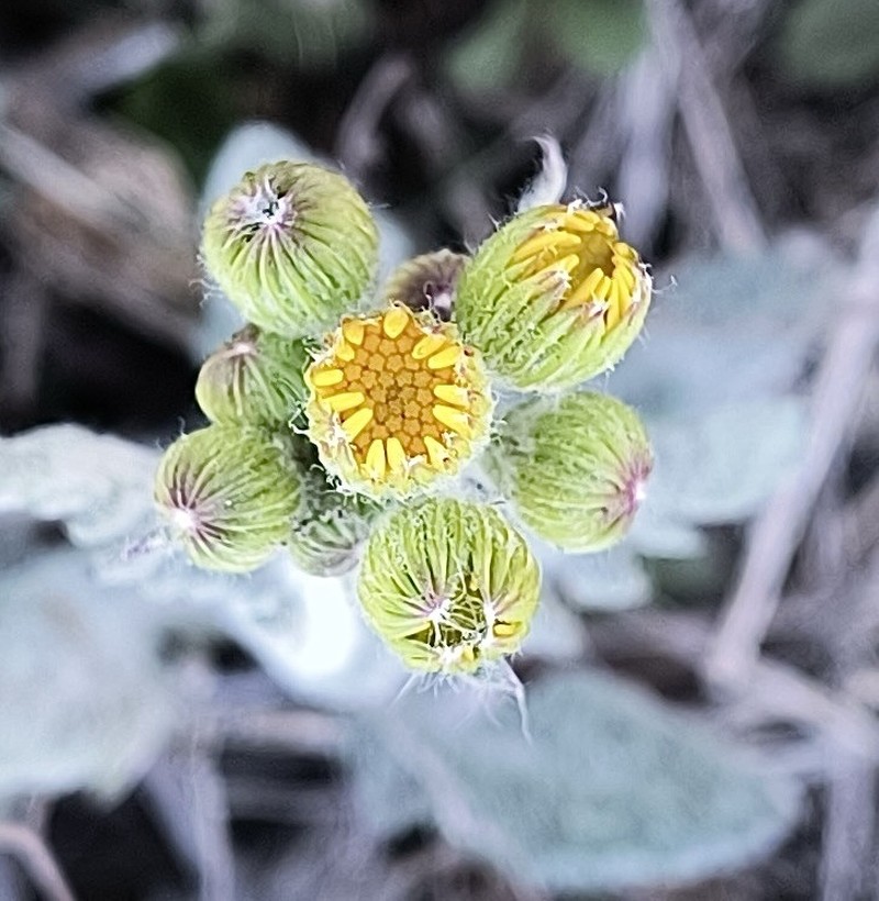 Prairie Groundsel photo 5