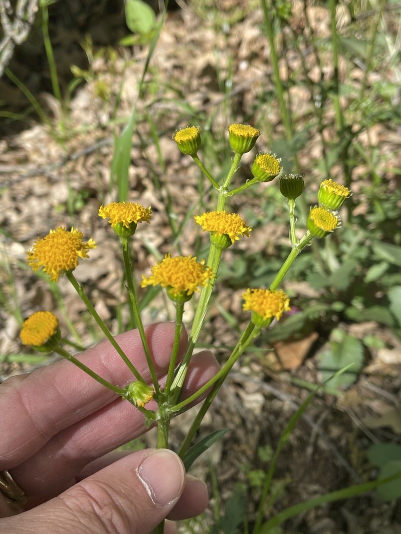 Prairie Groundsel photo 6