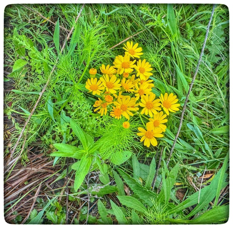 Prairie Groundsel photo 7