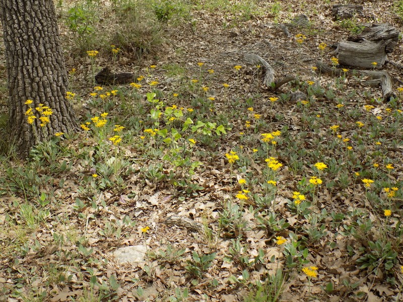 Prairie Groundsel photo 8