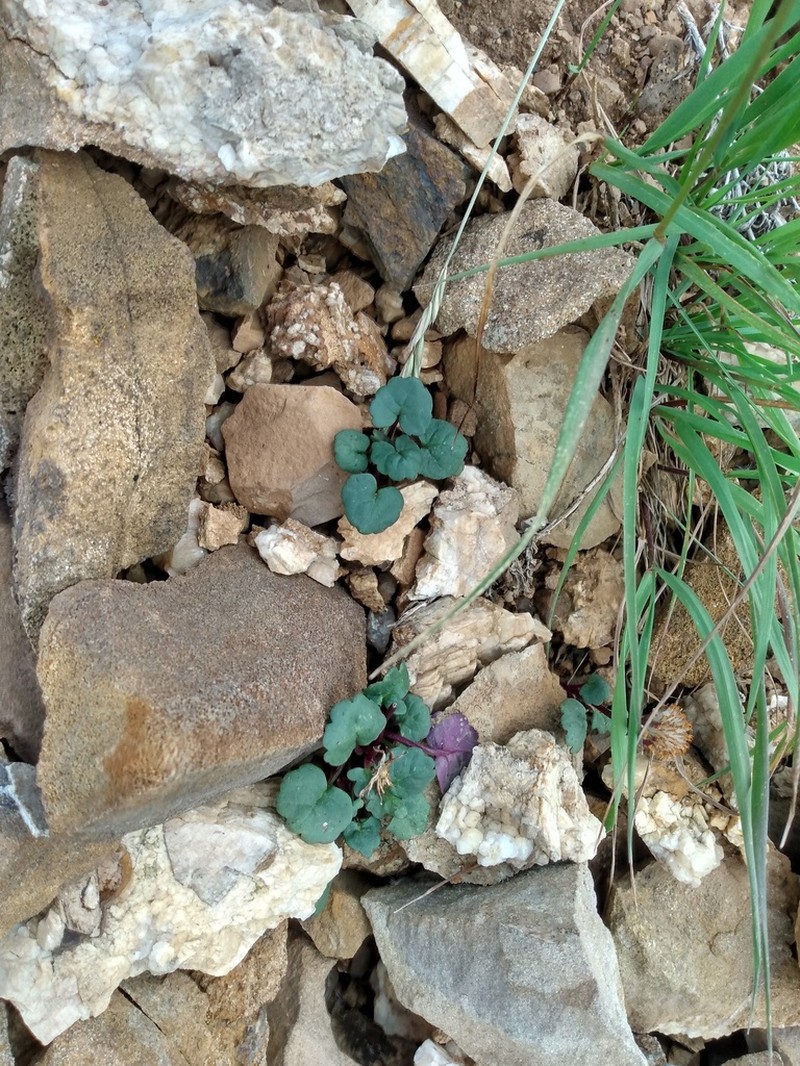 Porter's Groundsel photo 2