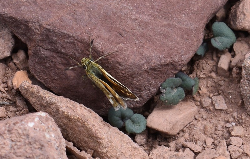 Porter's Groundsel photo 4