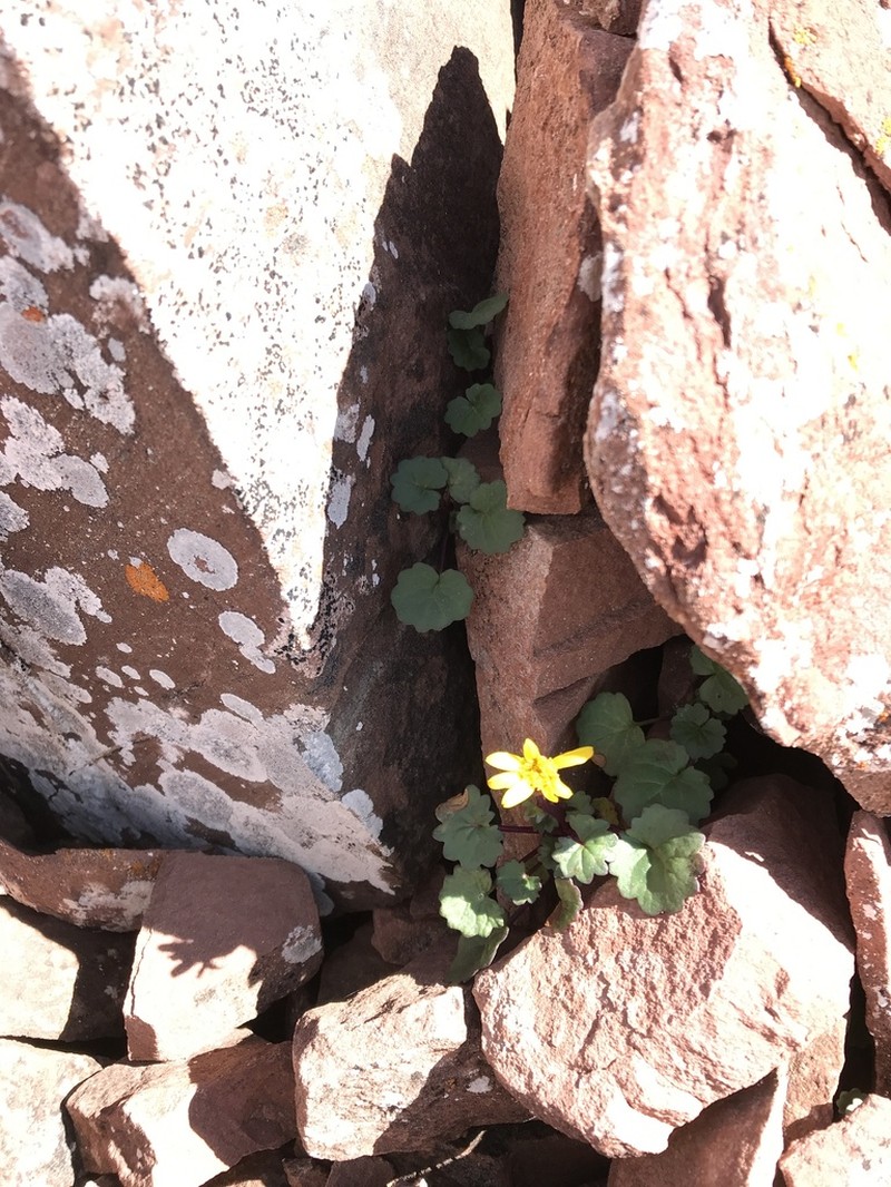 Porter's Groundsel photo 5