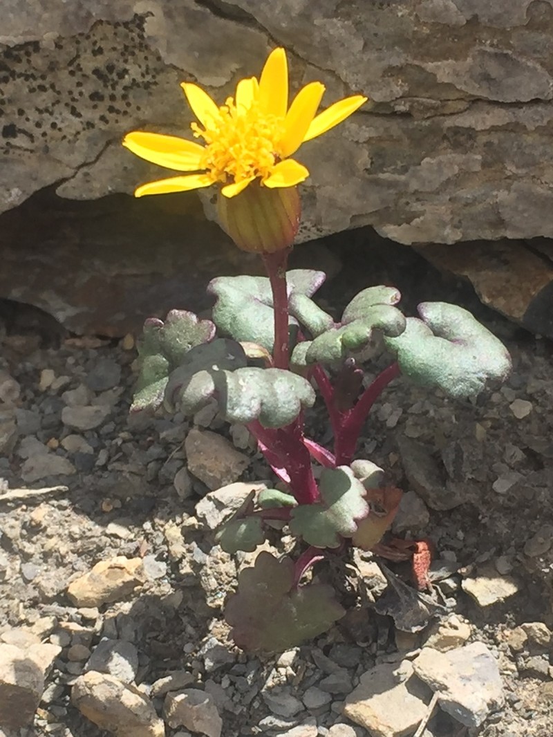 Porter's Groundsel photo 6