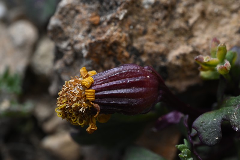 Porter's Groundsel photo 7