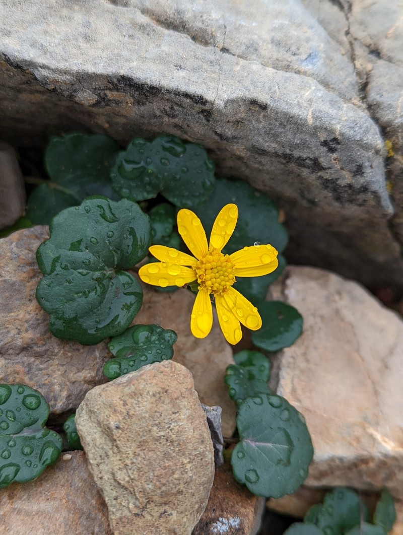 Porter's Groundsel photo 8