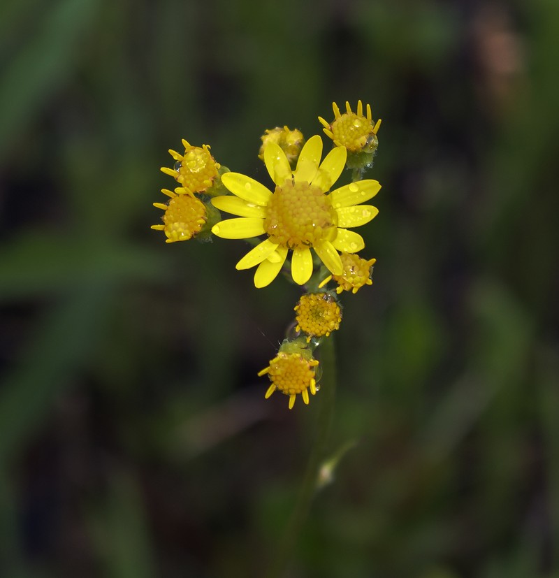 Falsegold Groundsel