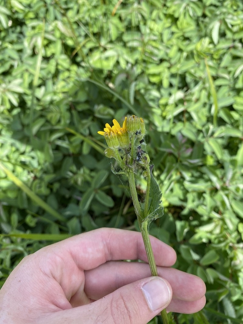 Falsegold Groundsel photo 2
