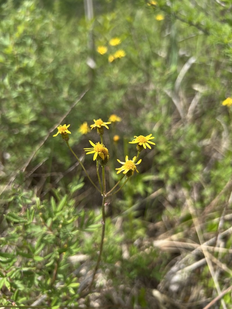 Falsegold Groundsel photo 3