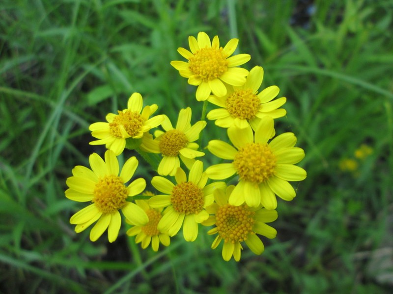 Falsegold Groundsel photo 4