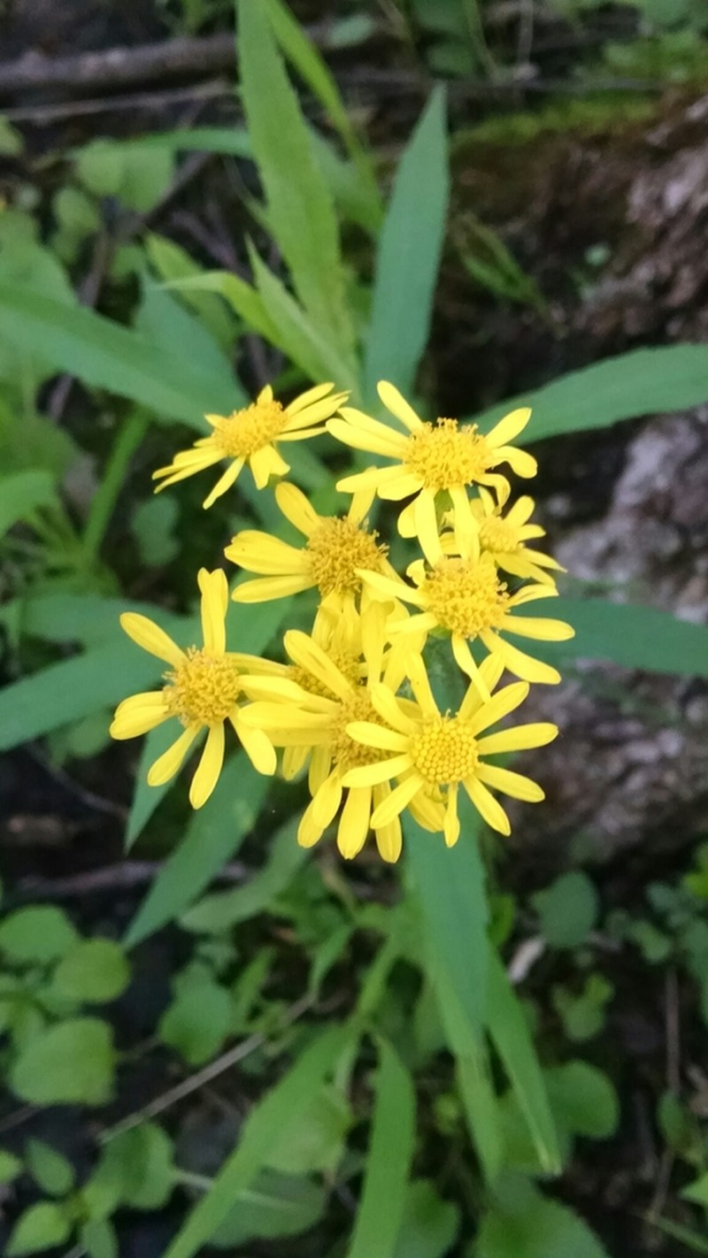 Falsegold Groundsel photo 5