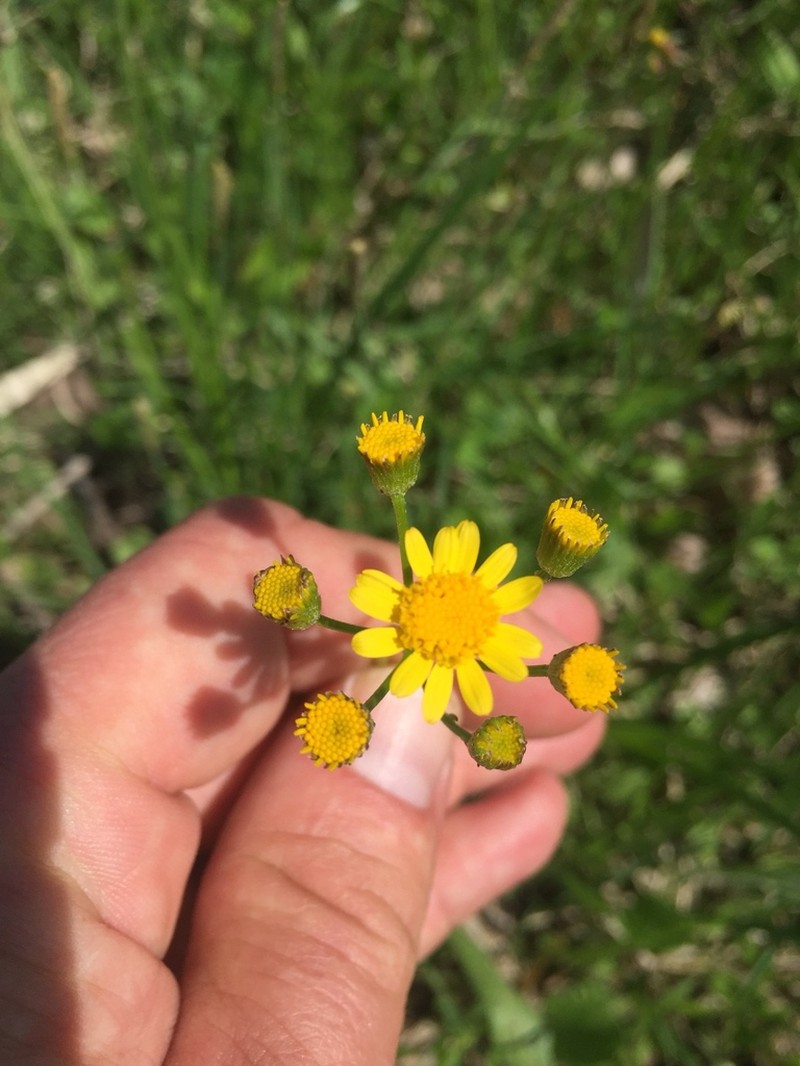 Falsegold Groundsel photo 6
