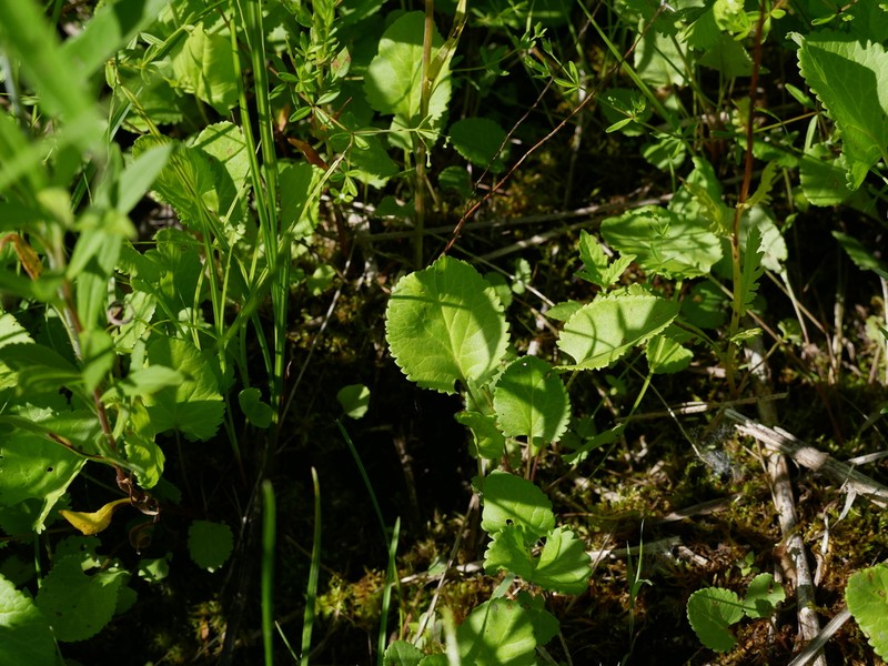 Falsegold Groundsel photo 7