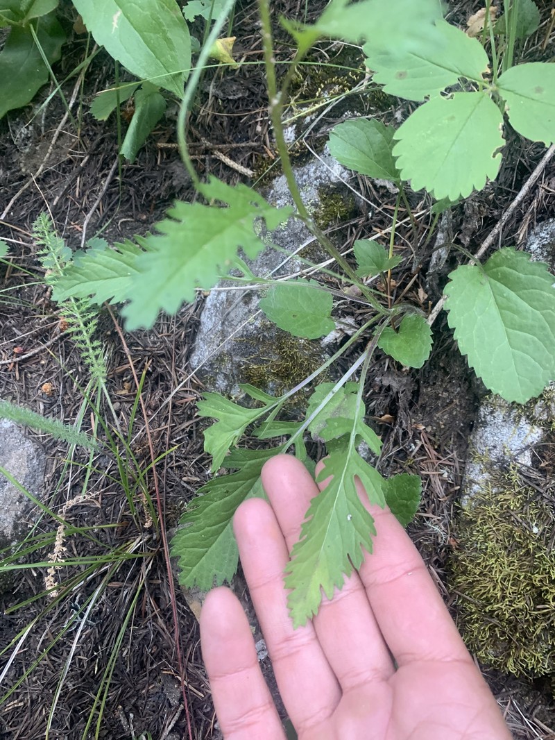 Packera pseudaurea subsp. pseudaurea