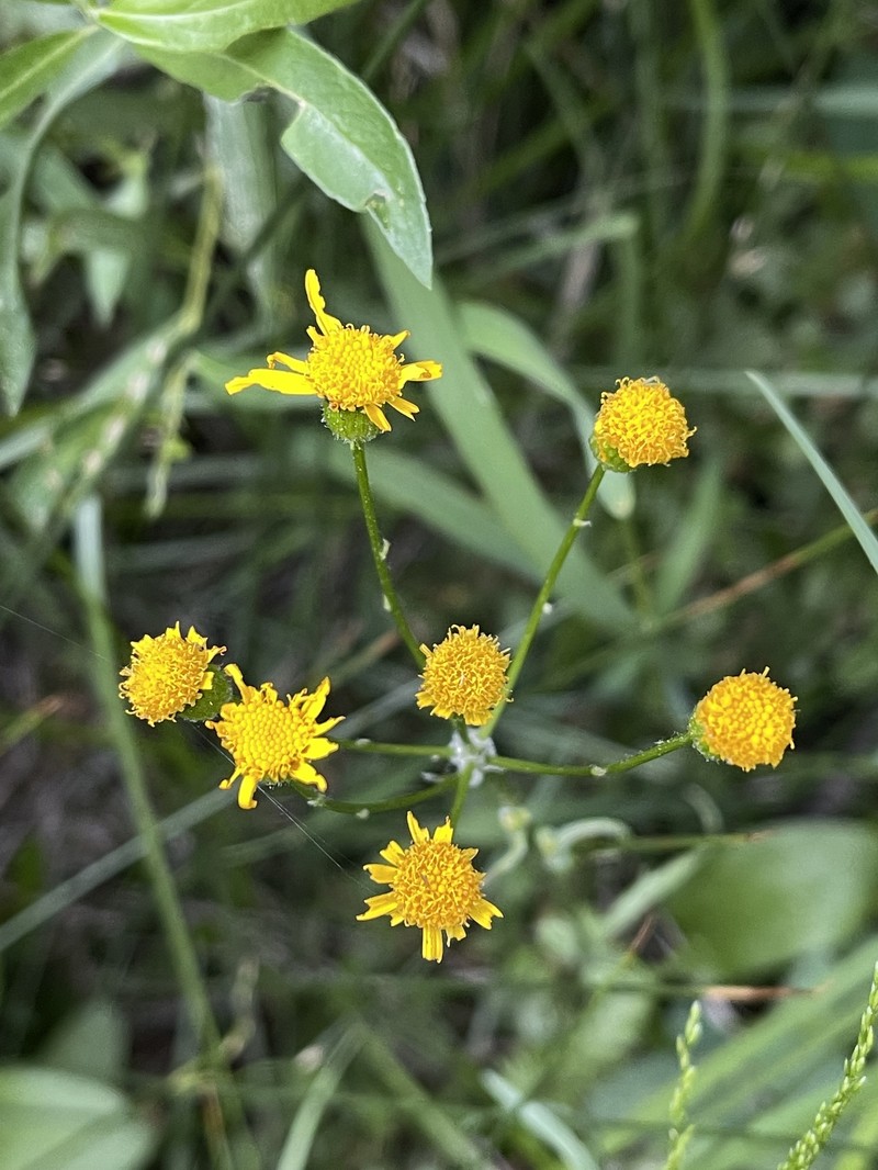 Packera pseudaurea subsp. pseudaurea photo 2