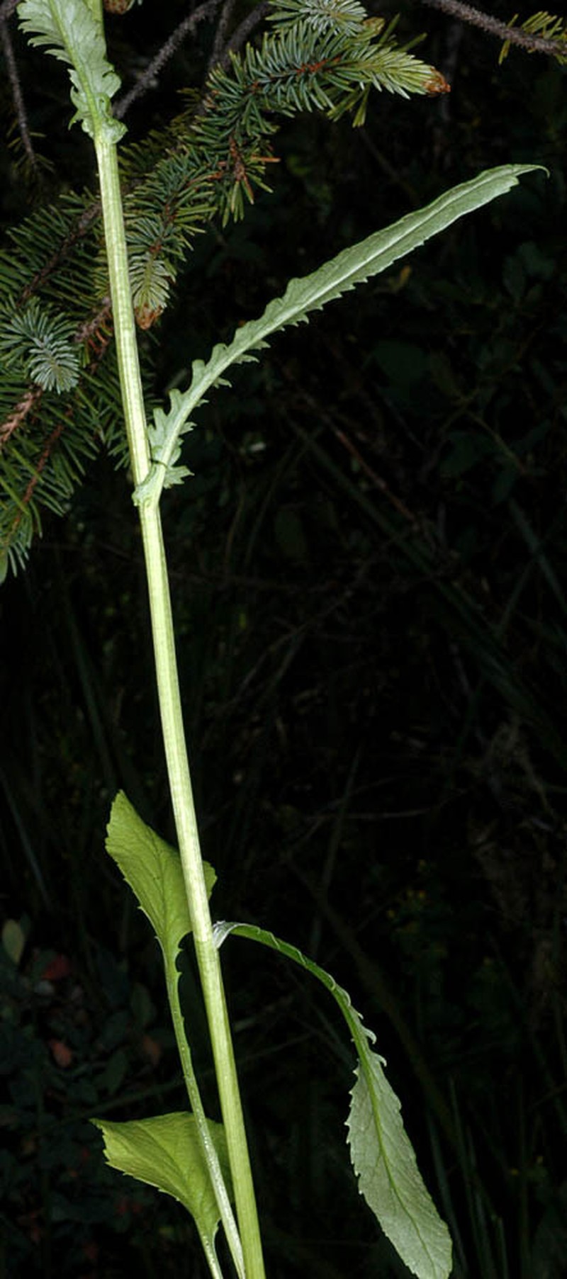 Packera pseudaurea subsp. pseudaurea photo 3