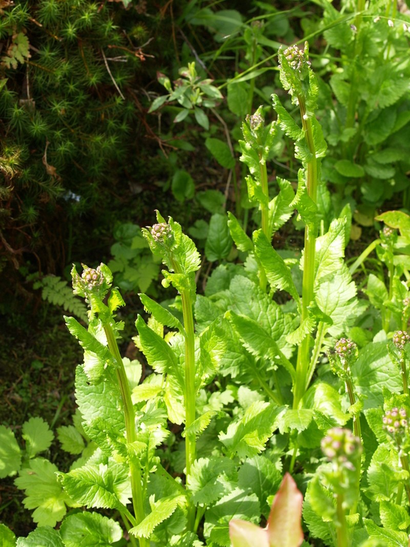 Packera pseudaurea subsp. pseudaurea photo 4