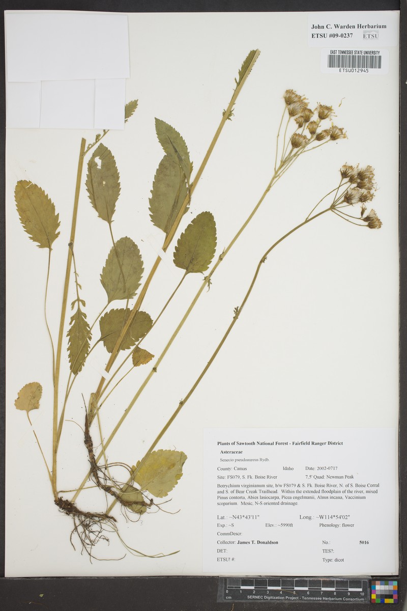 Packera pseudaurea subsp. pseudaurea photo 5