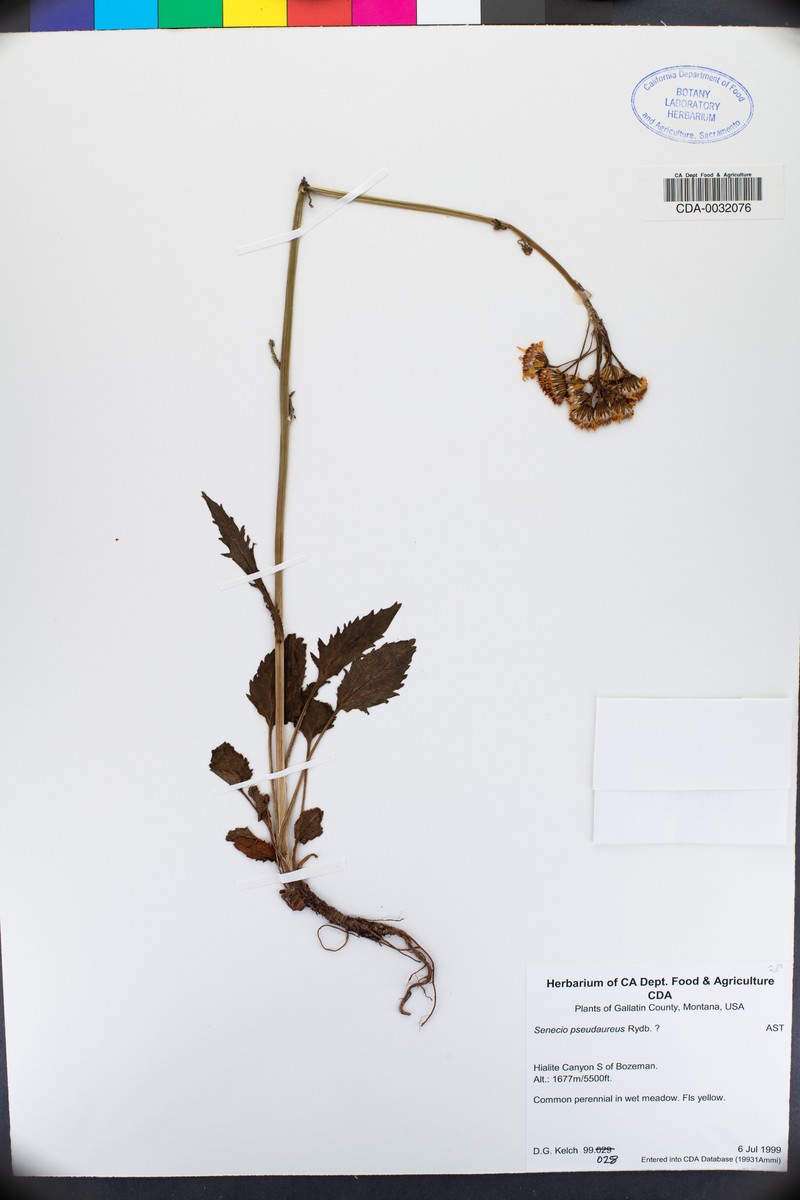 Packera pseudaurea subsp. pseudaurea photo 6