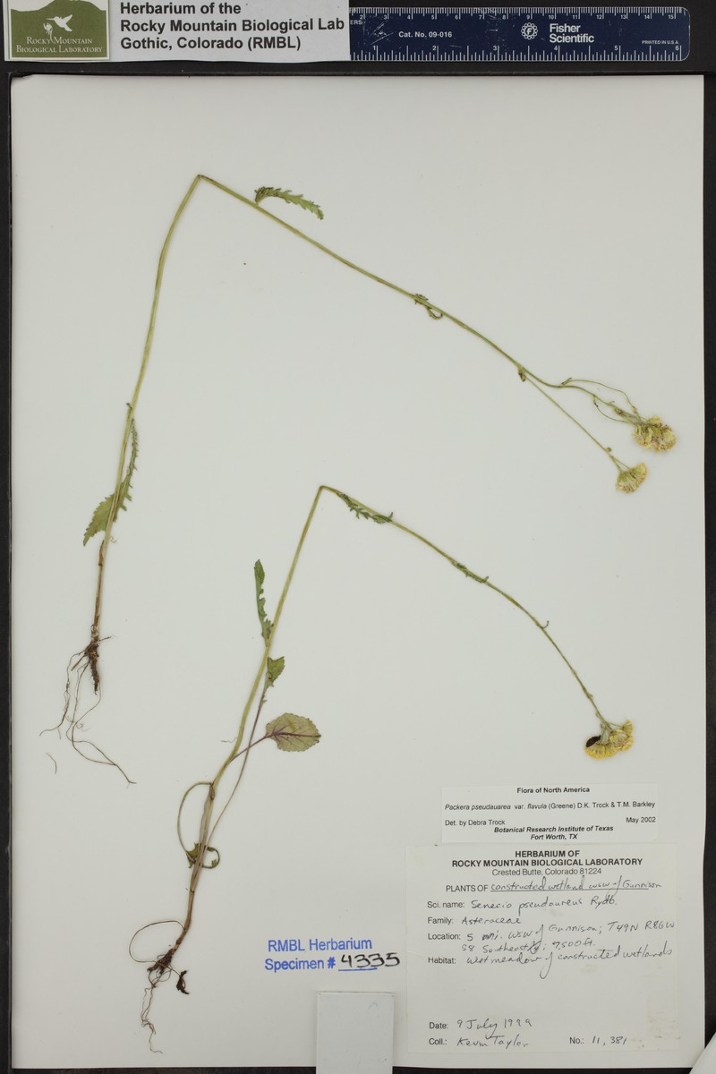 Packera pseudaurea subsp. pseudaurea photo 7