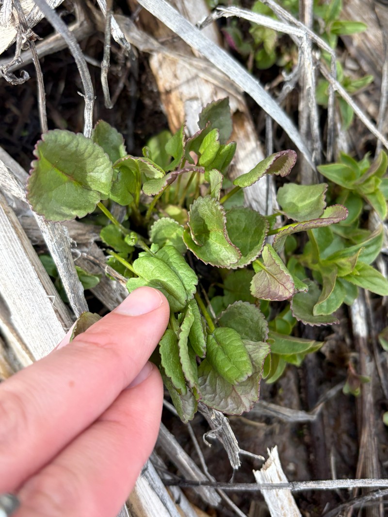 Packera pseudaurea var. flavula
