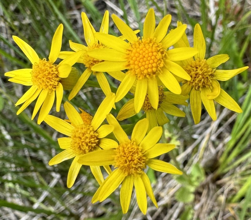 Packera pseudaurea var. flavula photo 2