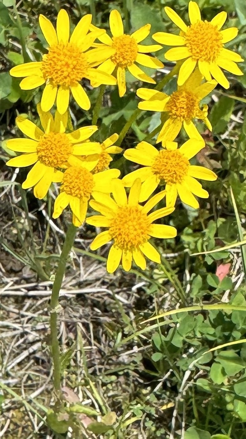 Packera pseudaurea var. flavula photo 5