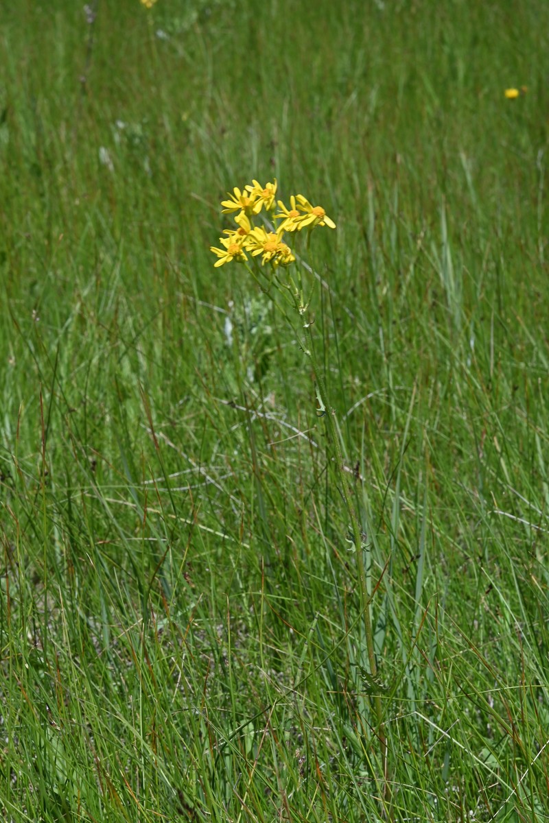 Packera pseudaurea var. flavula photo 6
