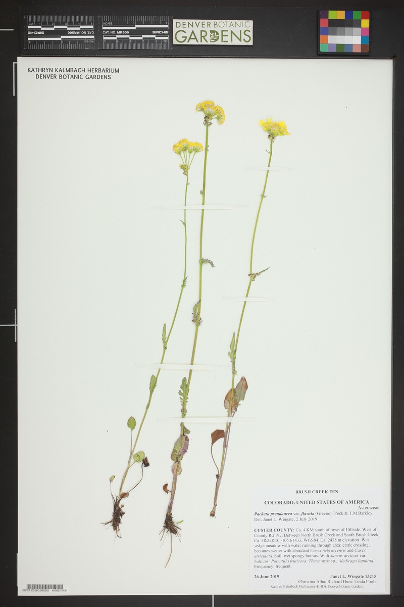 Packera pseudaurea var. flavula photo 8