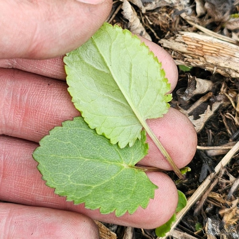 Packera pseudaurea var. semicordata photo 3