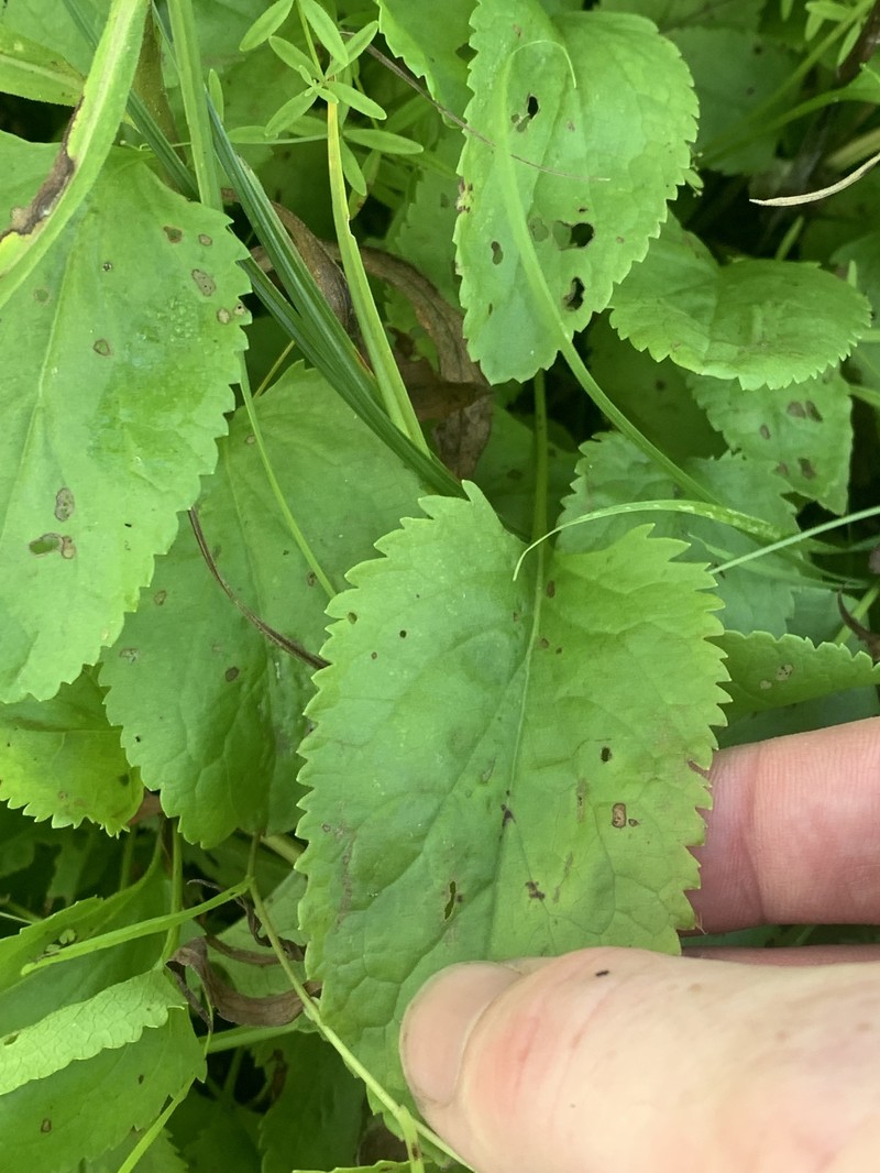 Packera pseudaurea var. semicordata photo 4