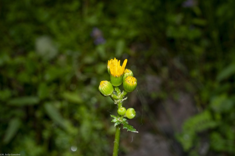Packera quebradensis