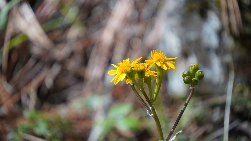 Packera quebradensis photo 2