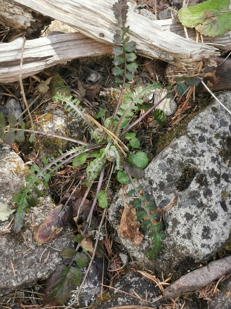 Packera quebradensis photo 3