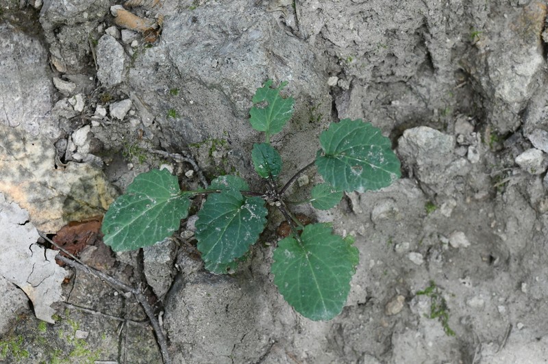 Packera quebradensis photo 8