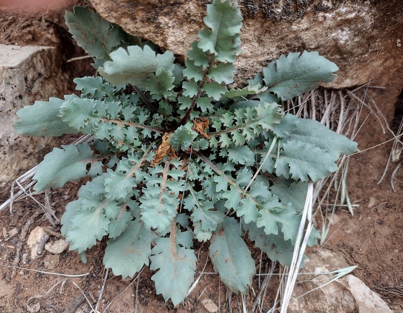 Oak Creek Ragwort