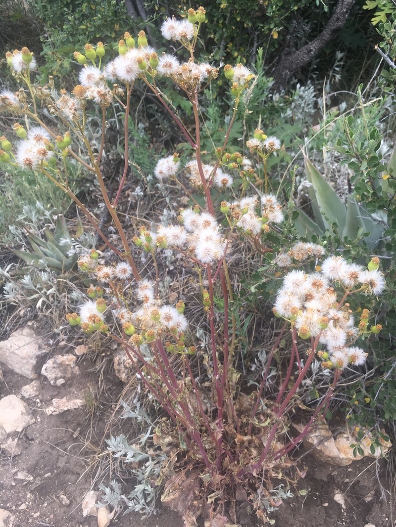 Oak Creek Ragwort photo 2