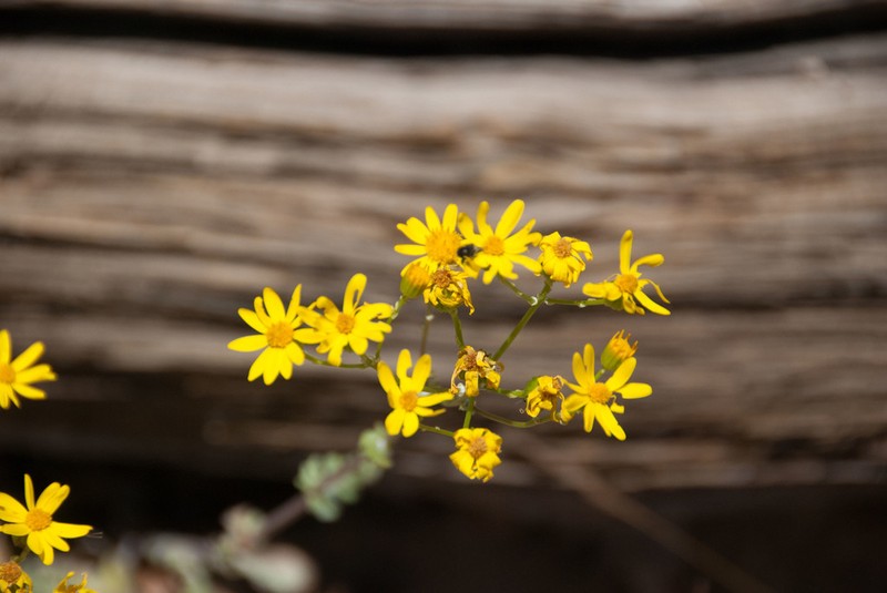 Oak Creek Ragwort photo 3