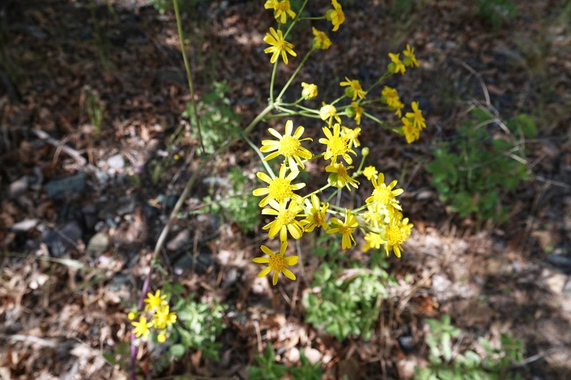 Oak Creek Ragwort photo 4