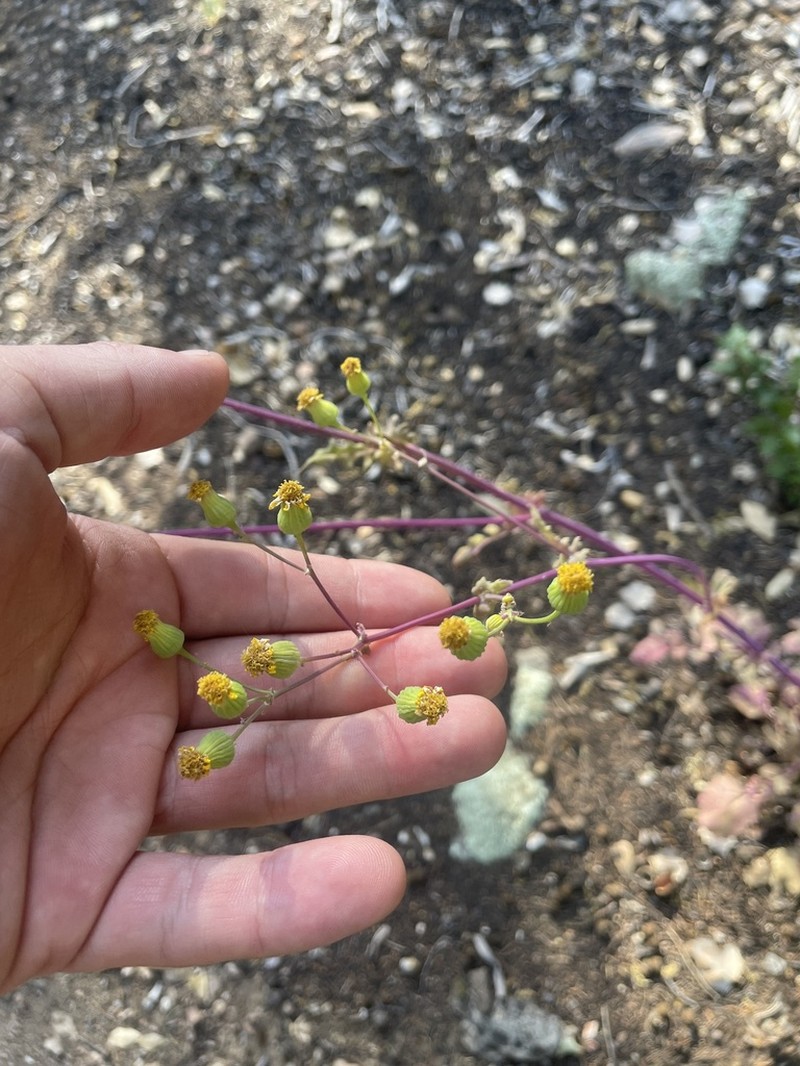 Oak Creek Ragwort photo 5