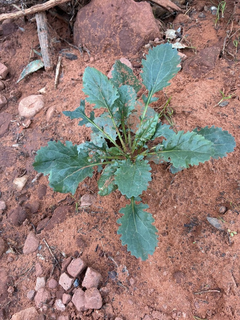 Oak Creek Ragwort photo 6