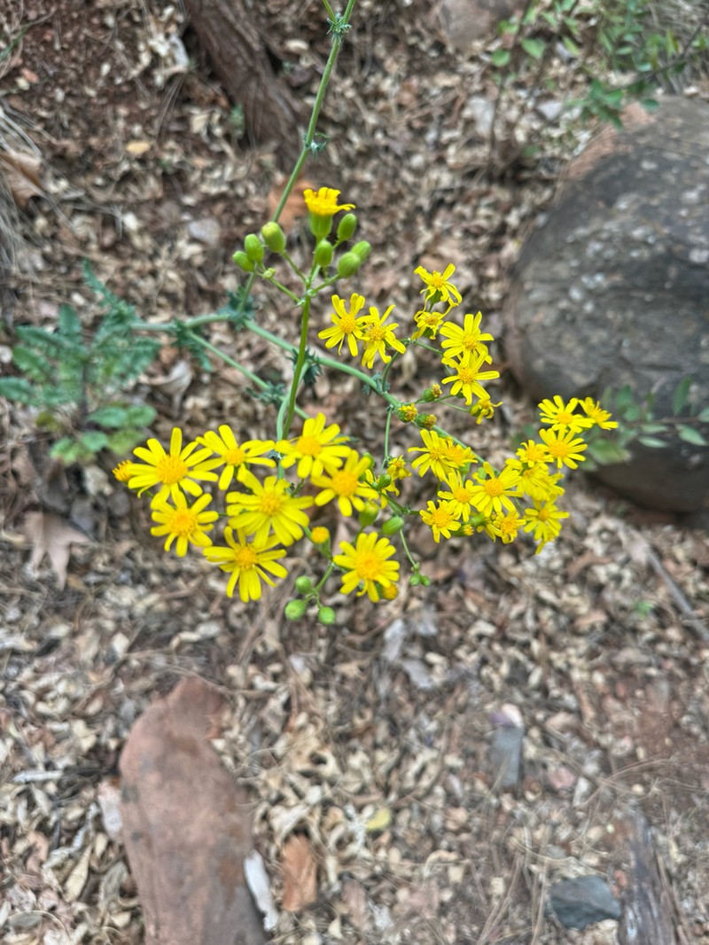 Oak Creek Ragwort photo 7