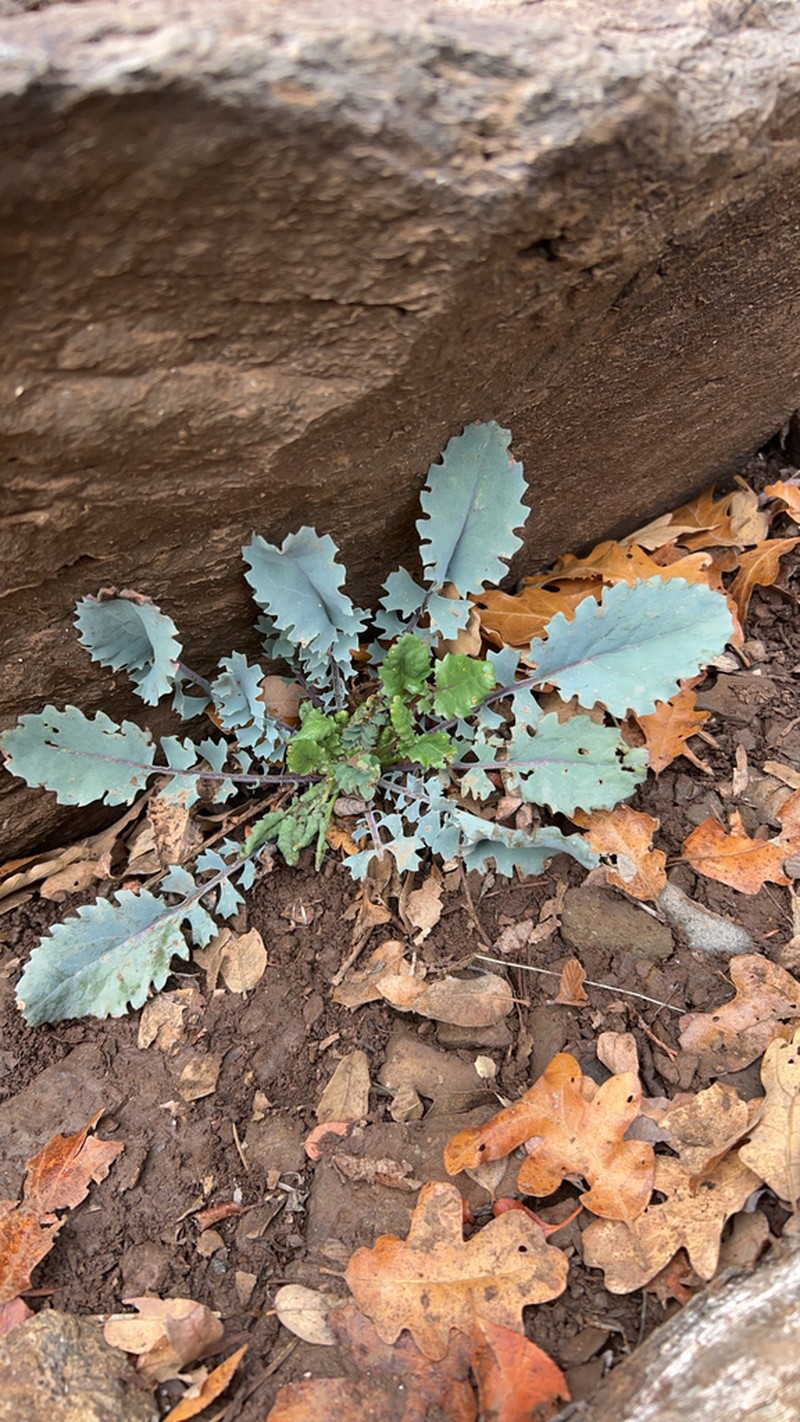 Oak Creek Ragwort photo 8