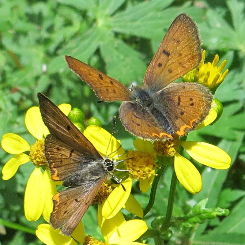 Burnet Ragwort