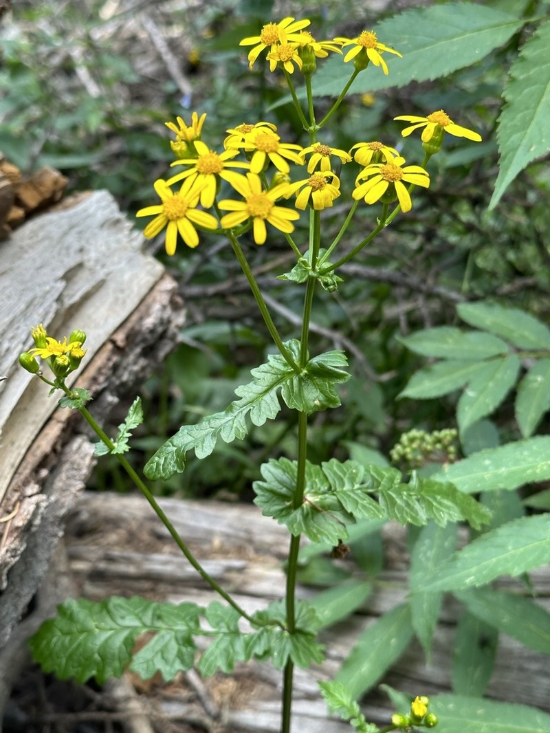 Burnet Ragwort