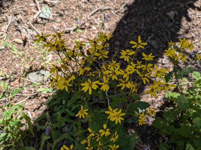 Burnet Ragwort photo 2