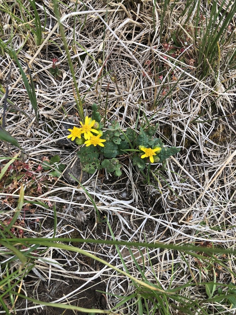 Burnet Ragwort photo 3