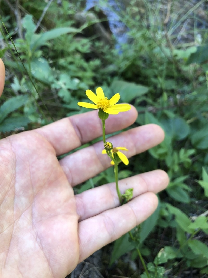 Burnet Ragwort photo 4