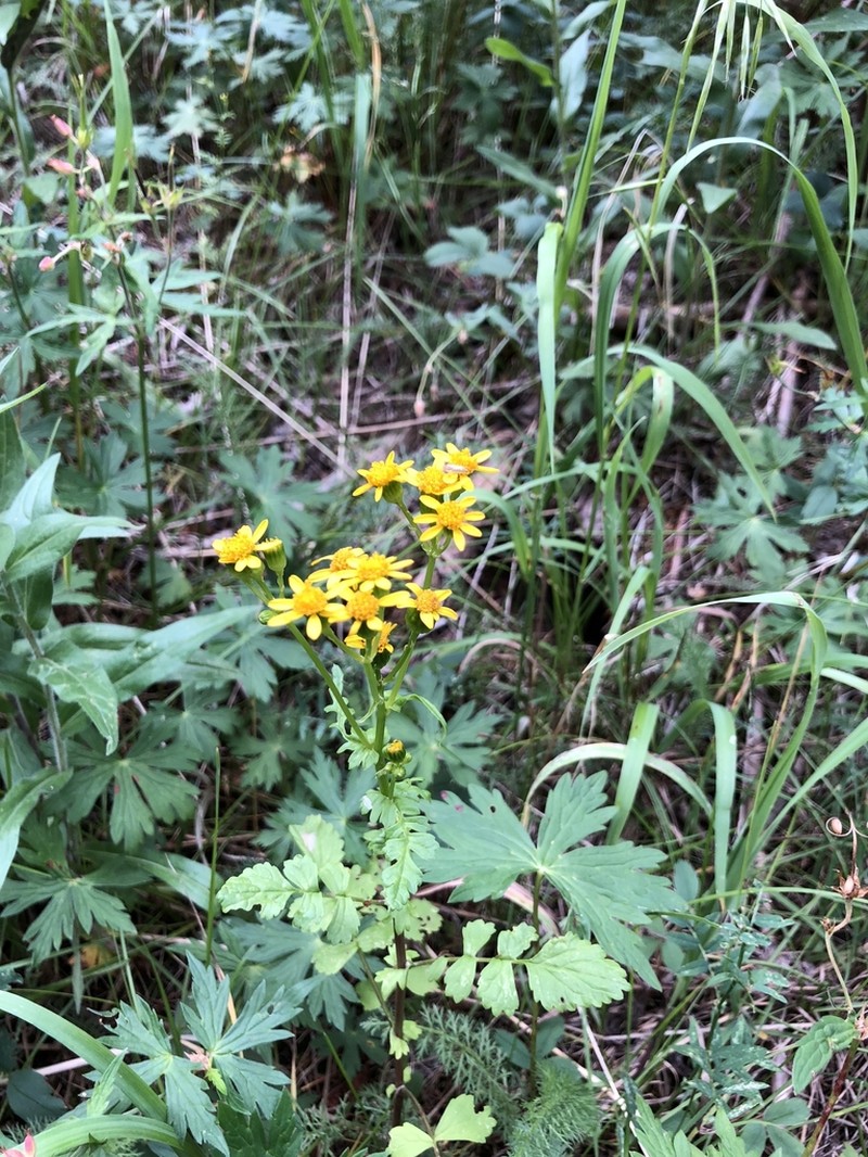 Burnet Ragwort photo 5