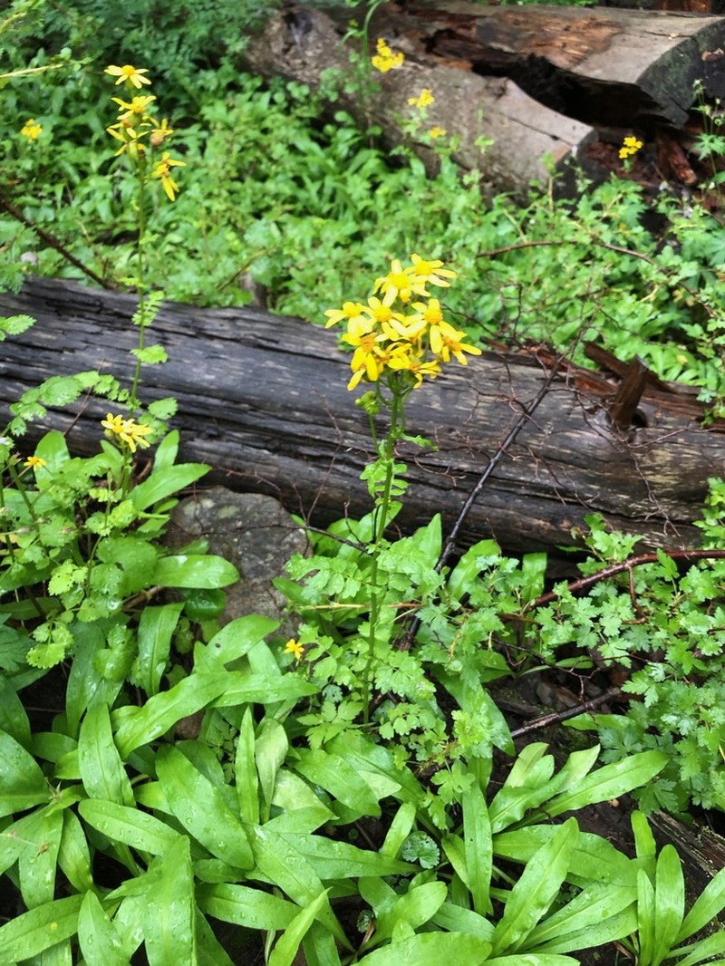 Burnet Ragwort photo 6
